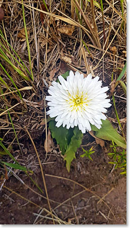 Andean Achicoria