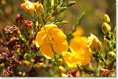 Andean flower from the Ecuadorian paramo