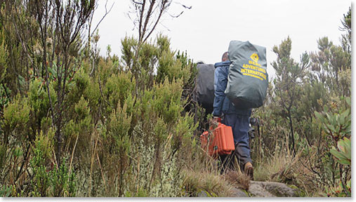Our team and staff climbing to Shira Plateau