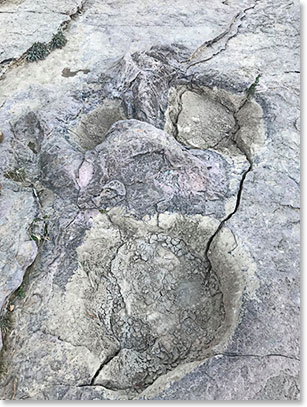 Dinosaurs foot prints at Torotoro National Park