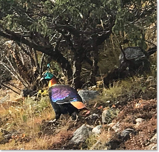 The Danphe is the national bird of Nepal.  We were lucky to see them on the trail